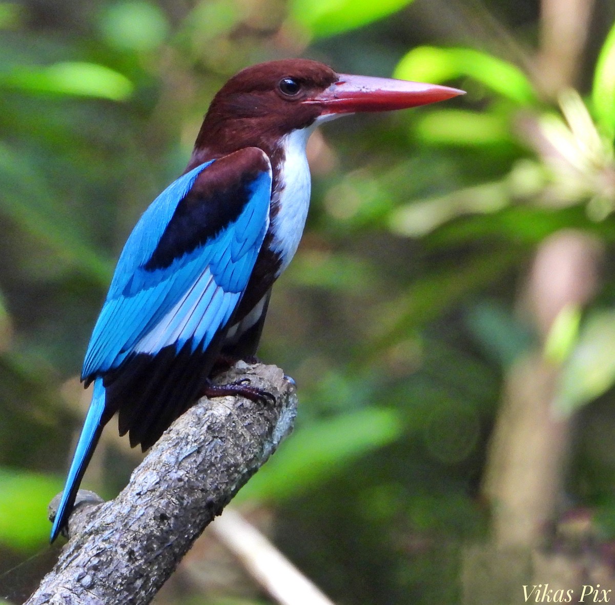 蒼翡翠 - ML627097694