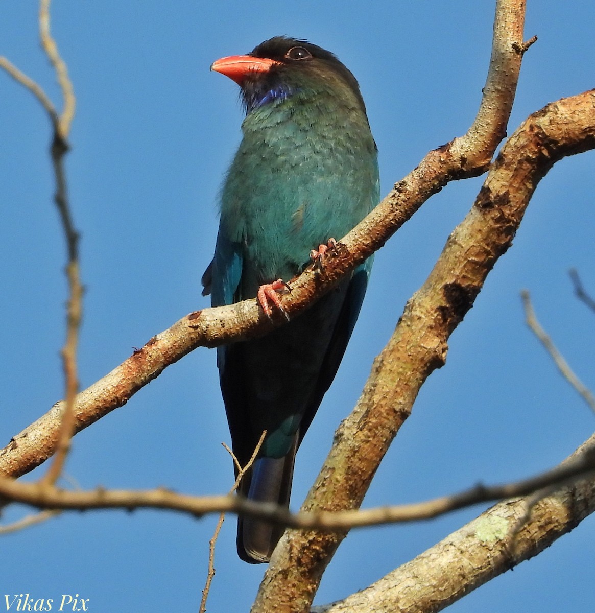 佛法僧 - ML627097699