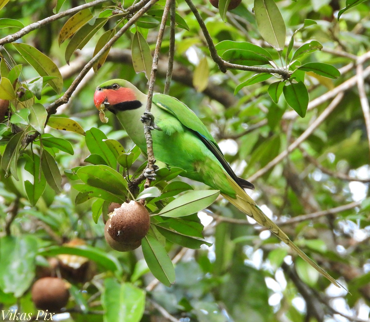 Long-tailed Parakeet - ML627097710
