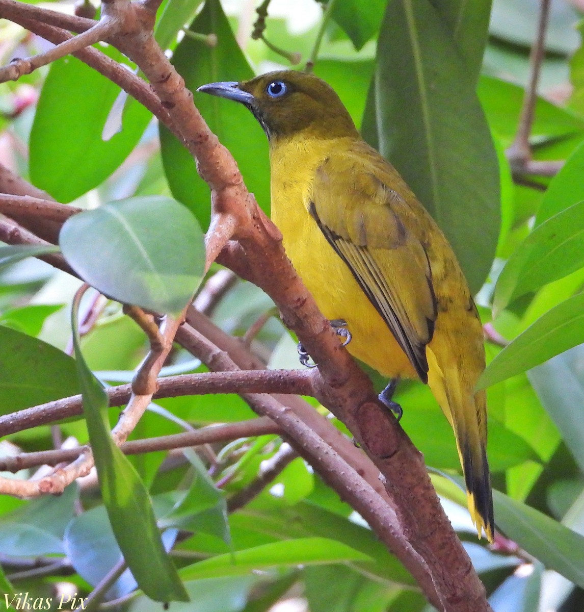 Andaman Bulbul - ML627097722