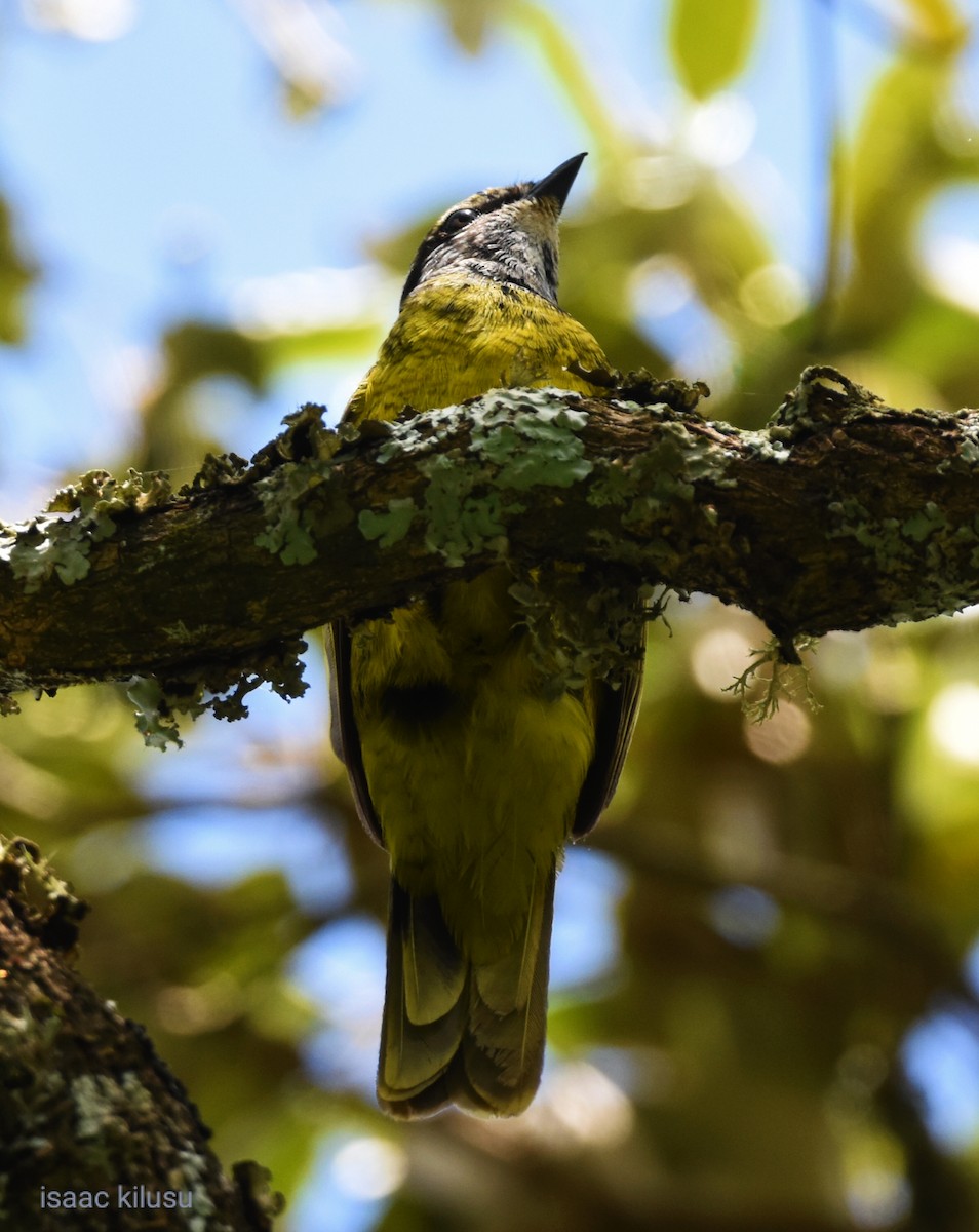 Purple-throated Cuckooshrike - ML627097762