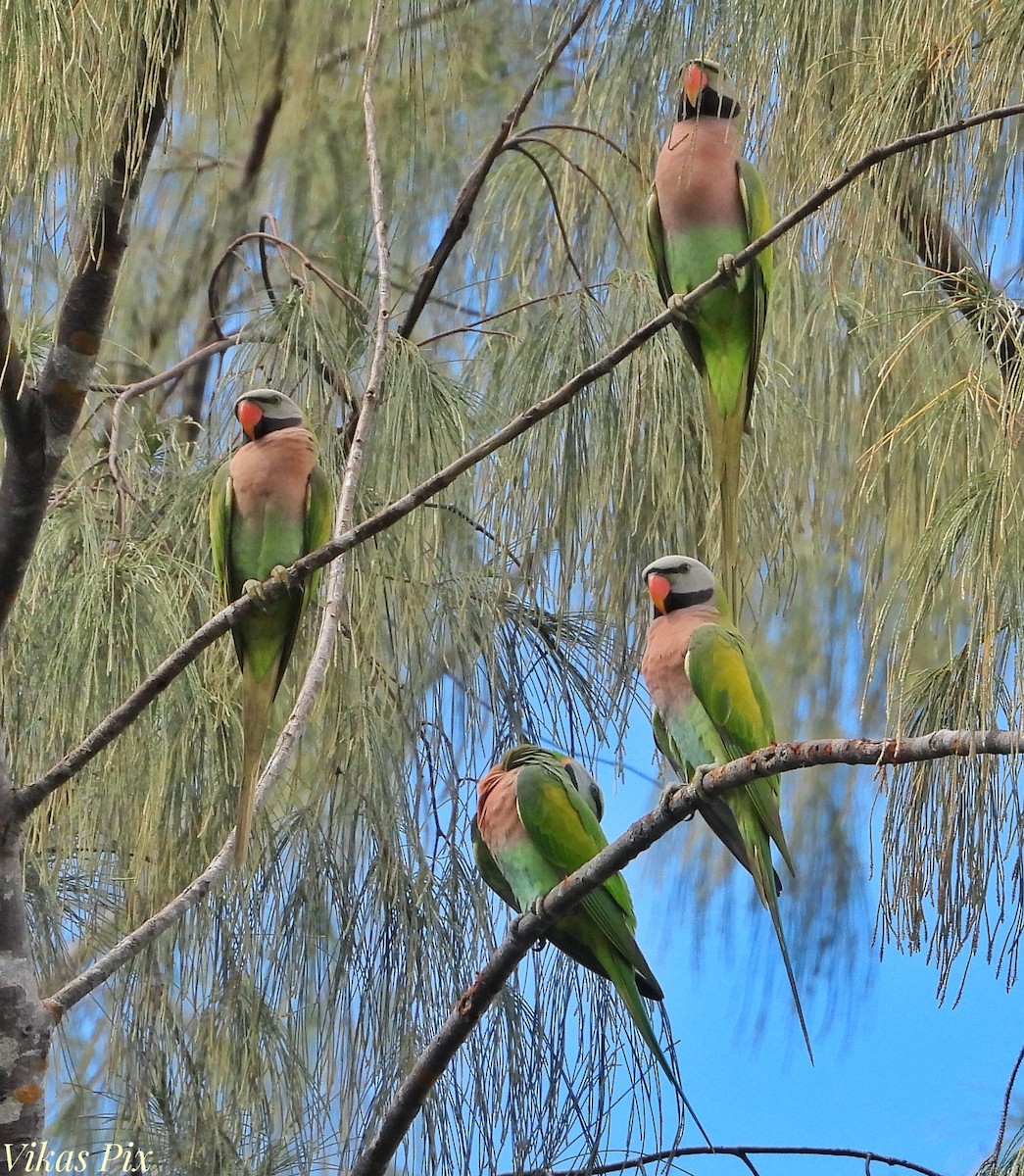 Red-breasted Parakeet - ML627097765