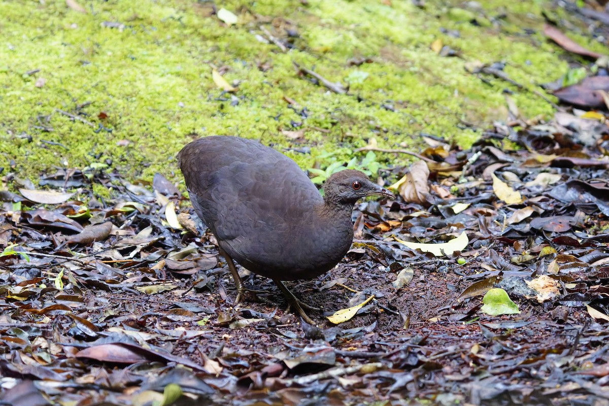 Cinereous Tinamou - ML627097862