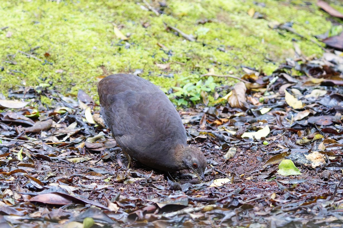 Cinereous Tinamou - ML627097865