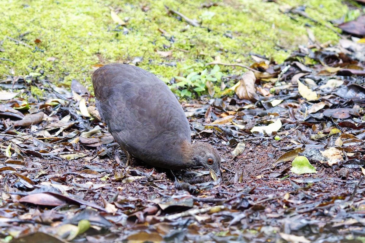 Cinereous Tinamou - ML627097867