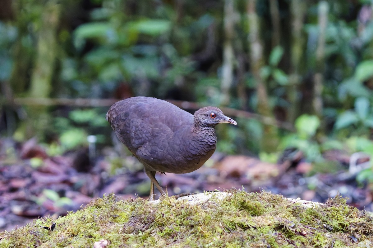 Cinereous Tinamou - ML627097895