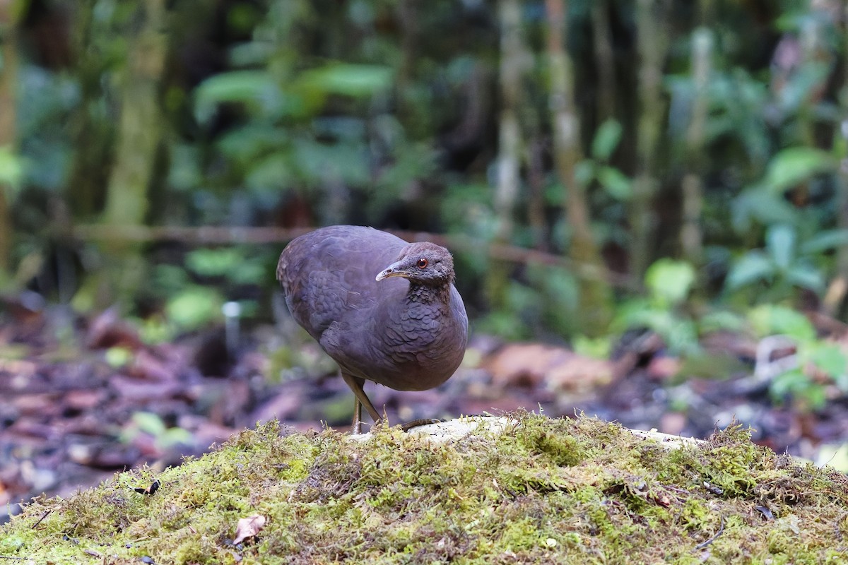 Cinereous Tinamou - ML627097930