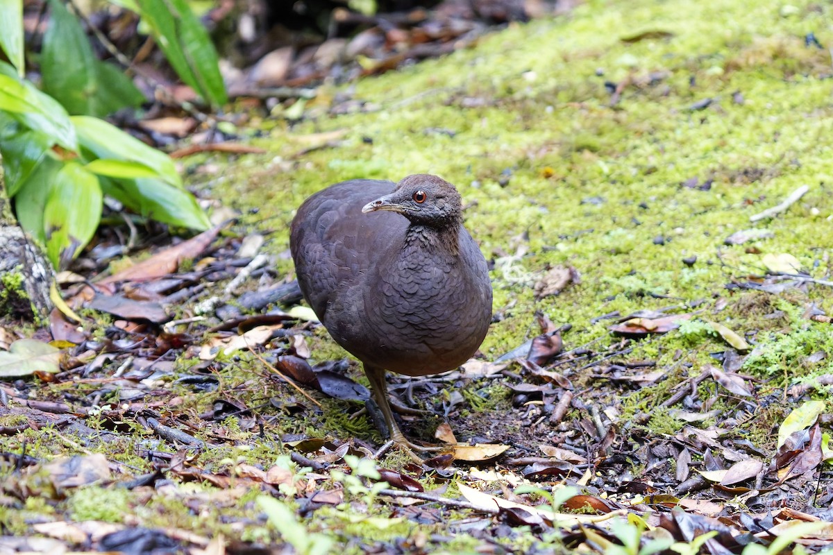 Cinereous Tinamou - ML627097933