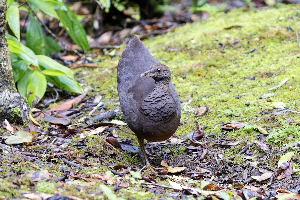 Cinereous Tinamou - ML627097951