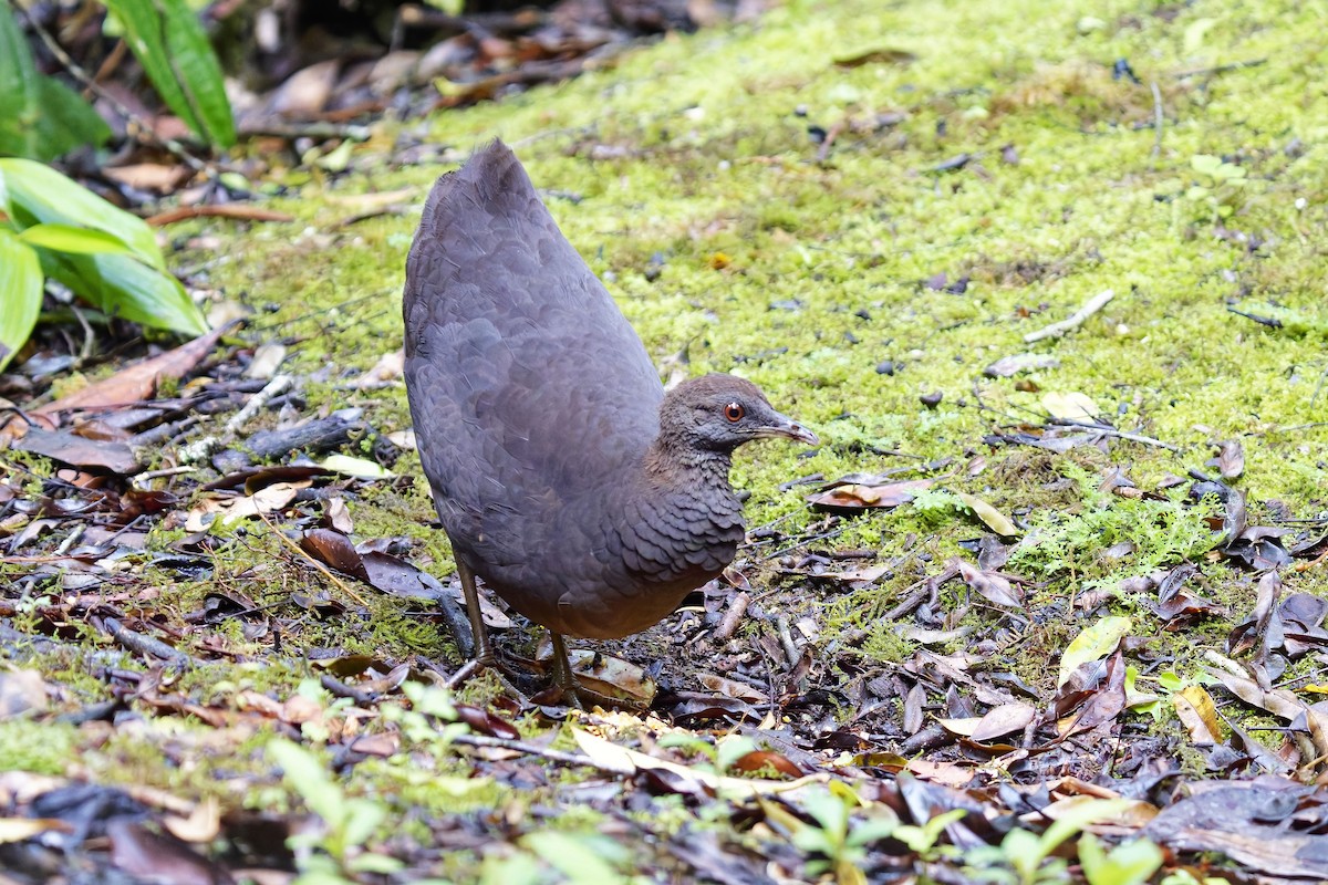 Cinereous Tinamou - ML627097953