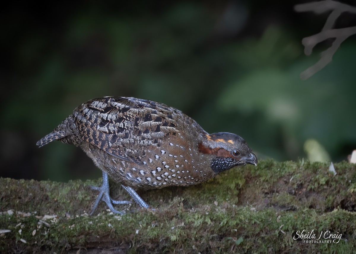 Spotted Wood-Quail - ML627098238