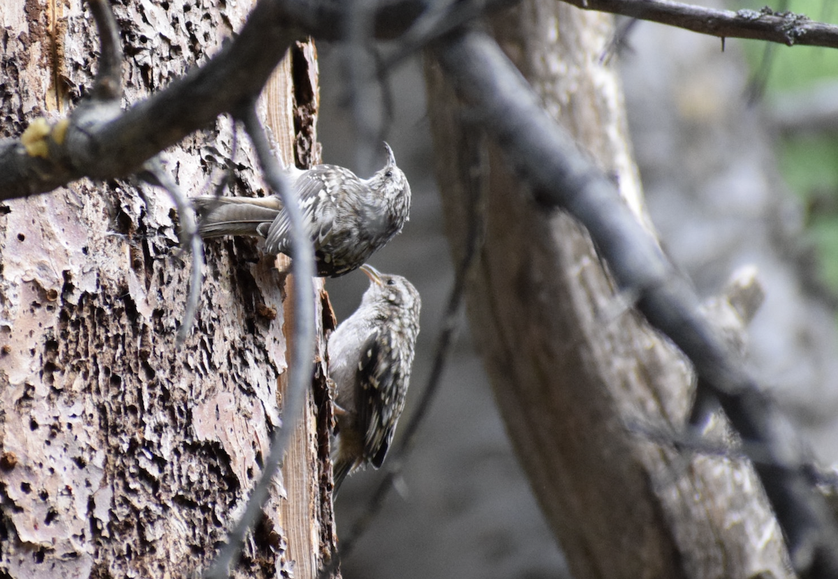Brown Creeper - ML627098267