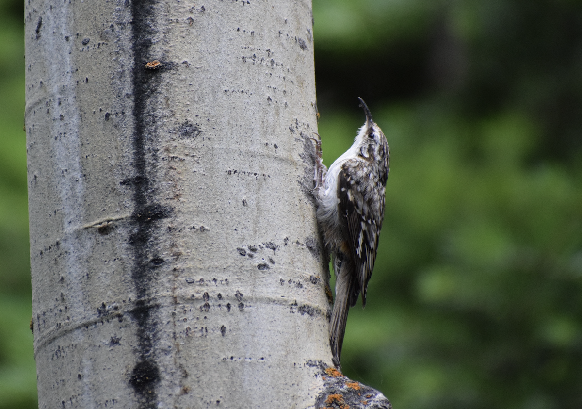 Brown Creeper - ML627098269