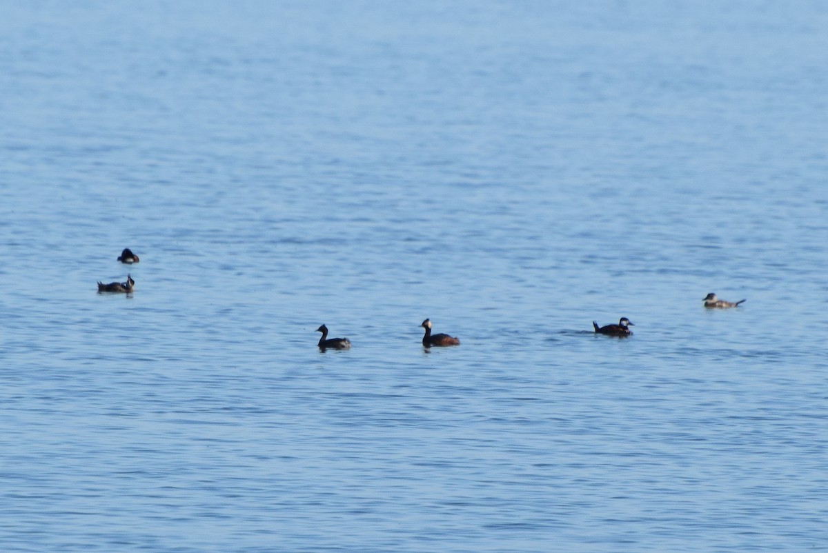 Eared Grebe - ML62709841