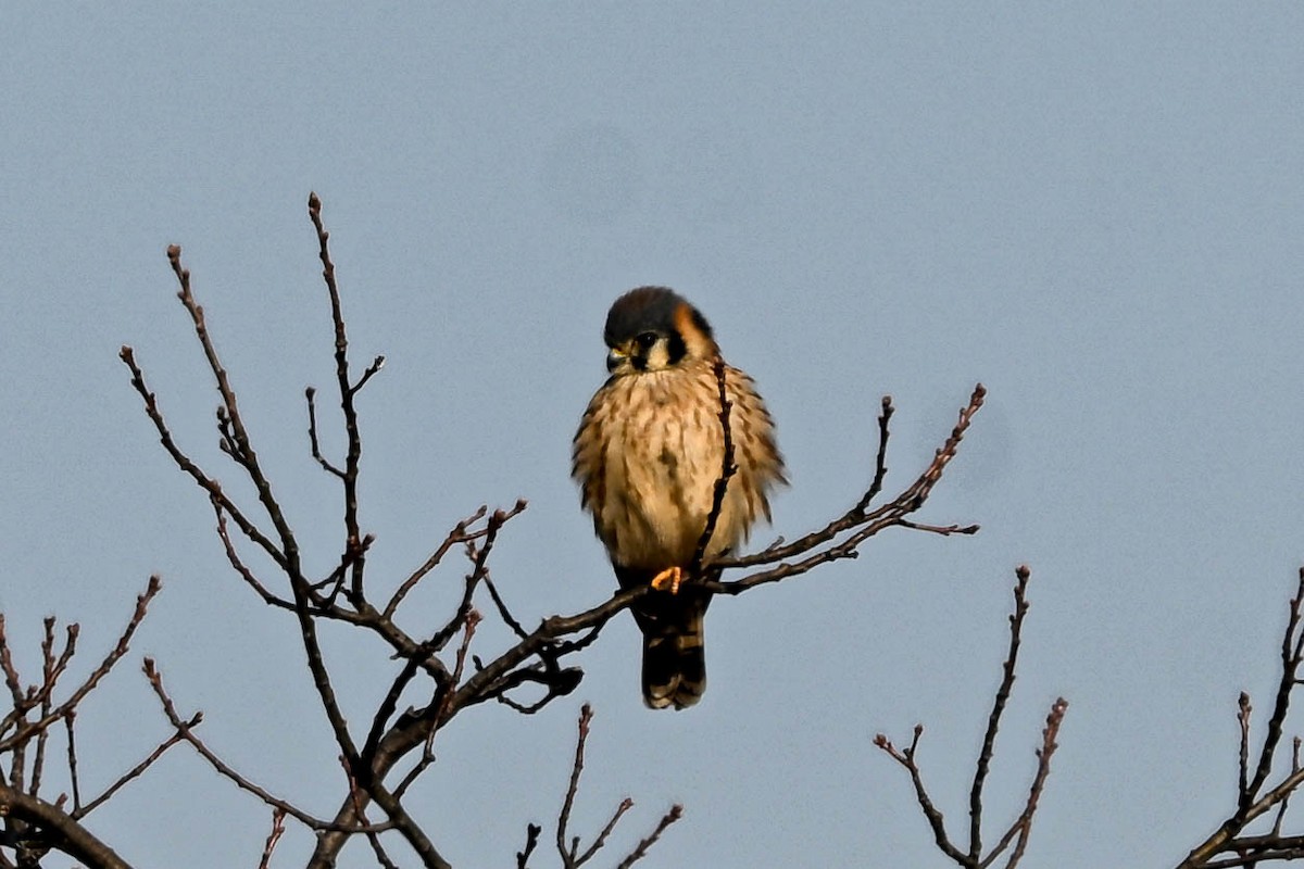 American Kestrel - ML627098641