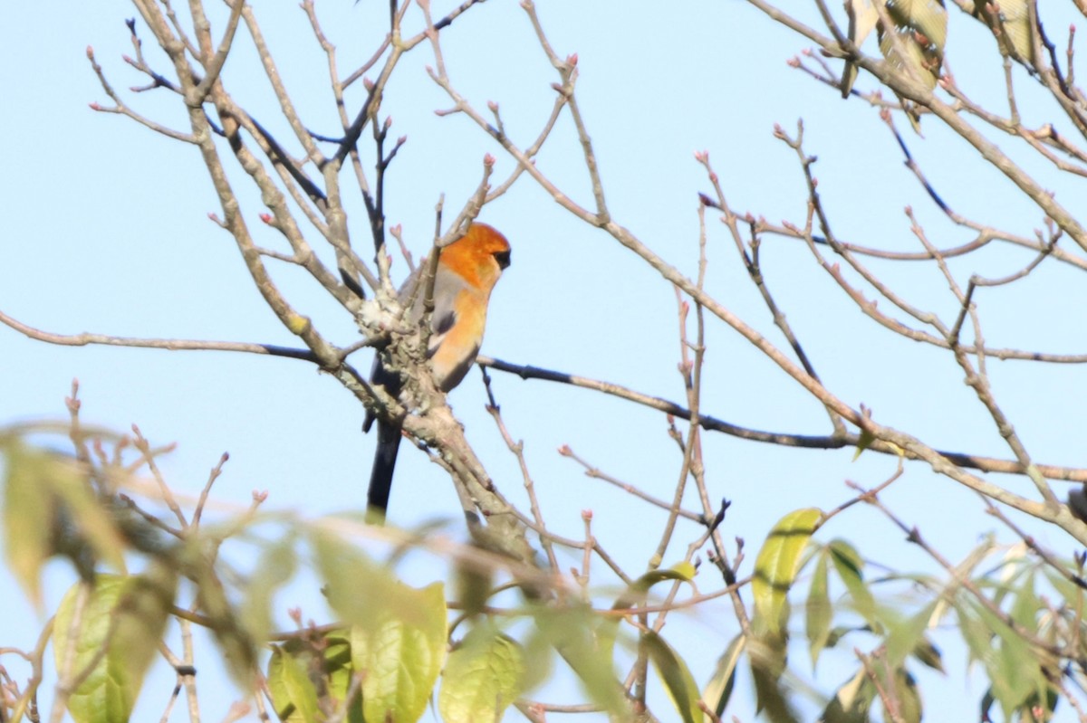 Red-headed Bullfinch - ML627098861