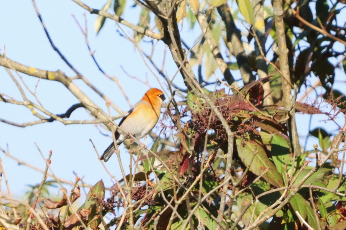 Red-headed Bullfinch - ML627098862