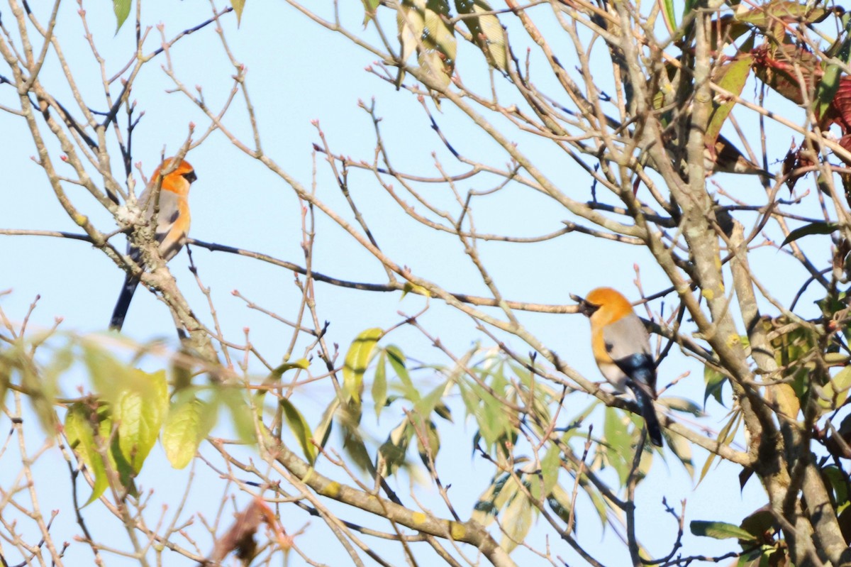 Red-headed Bullfinch - ML627098863