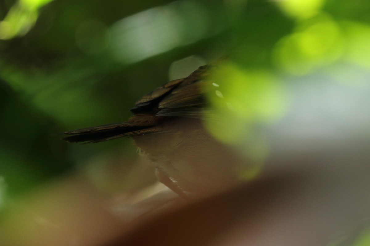 Squamate Antbird - ML627098983