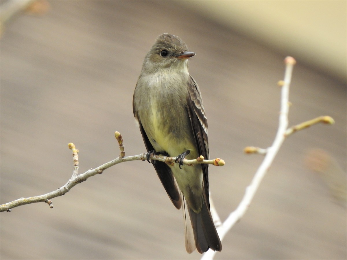 Western Wood-Pewee - ML627099127