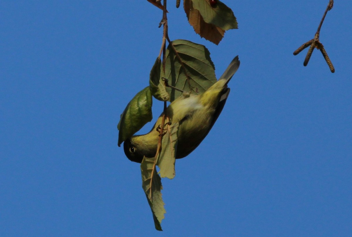 Orange-crowned Warbler - ML627099232