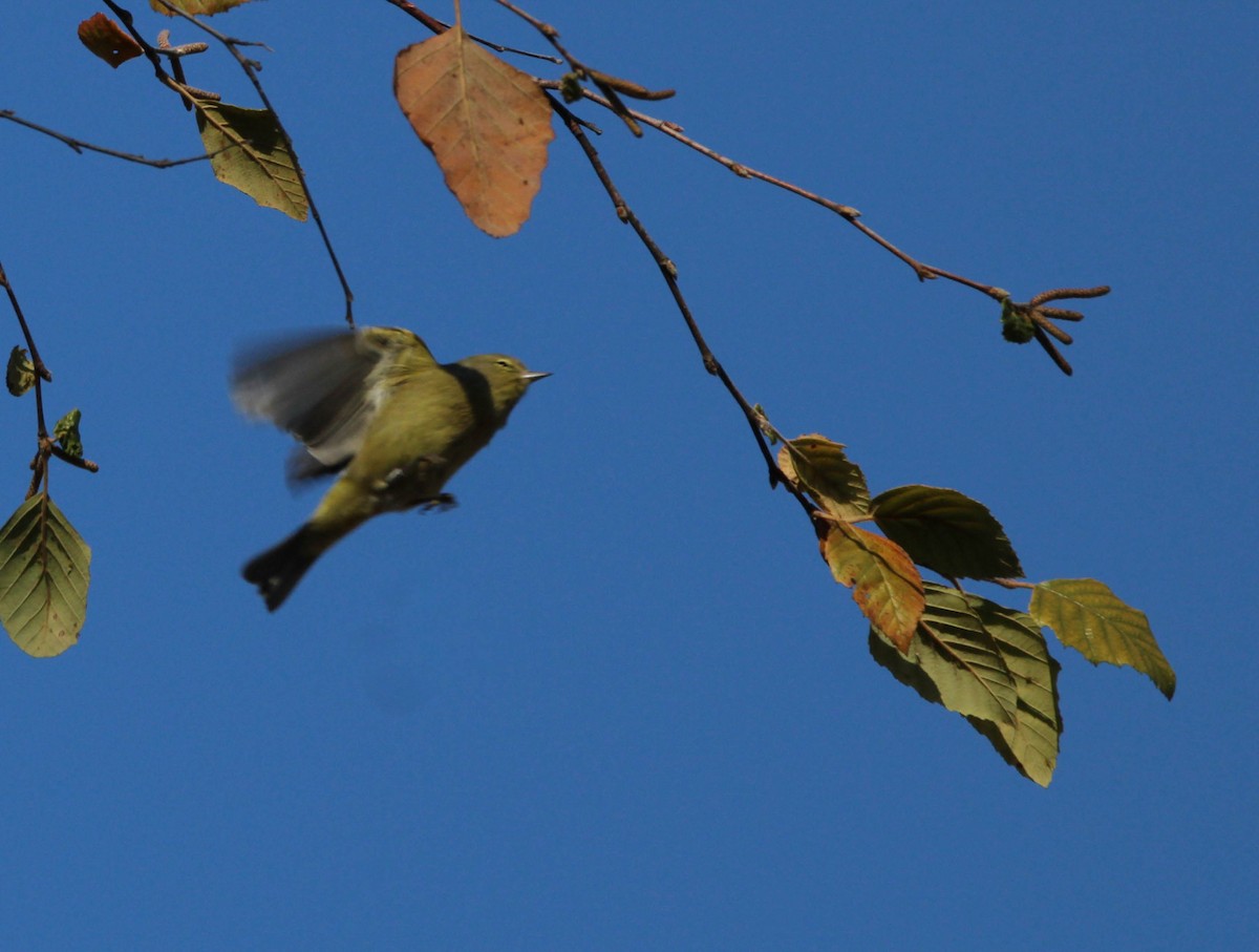 Orange-crowned Warbler - ML627099233