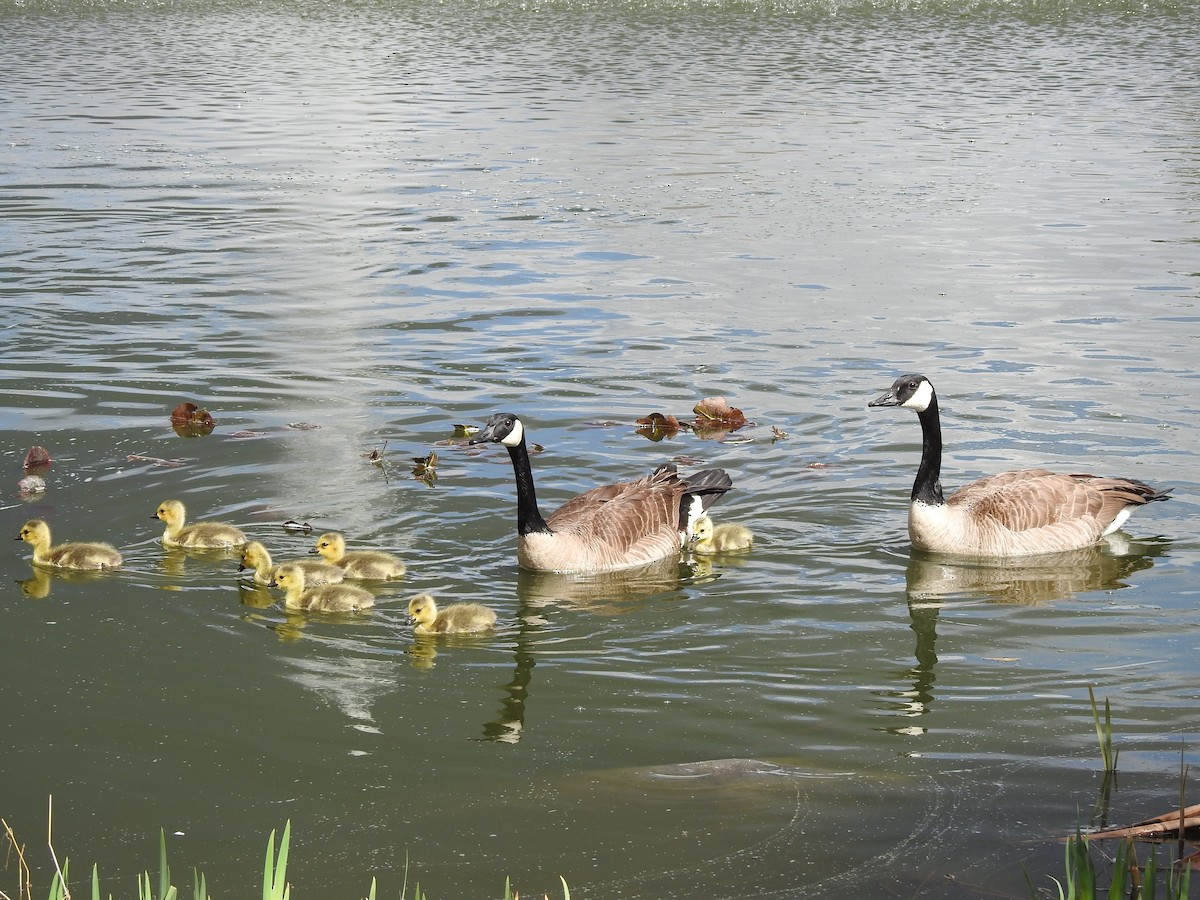 Canada Goose (moffitti/maxima) - ML627099349