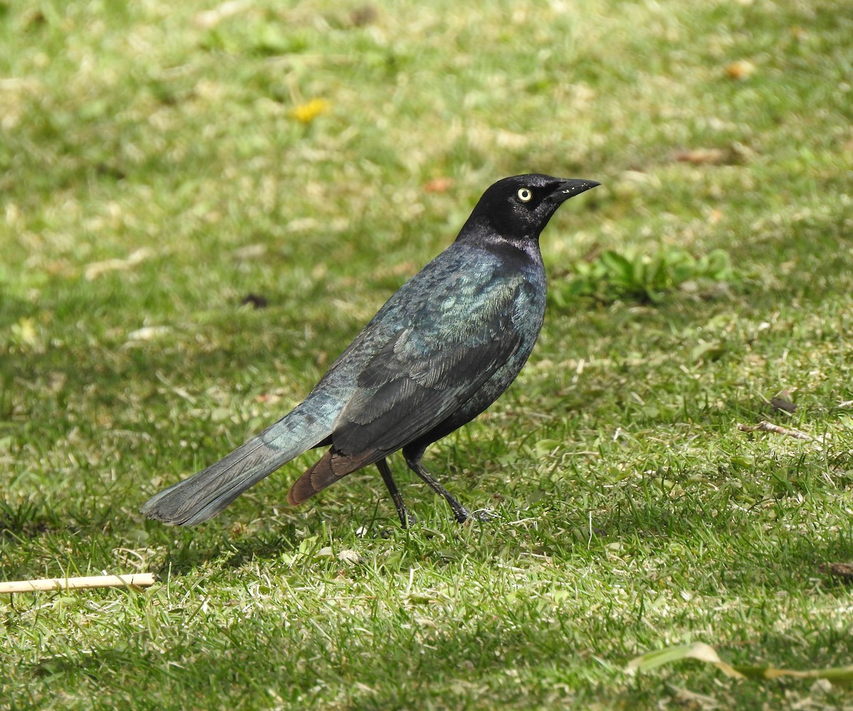 Brewer's Blackbird - ML627099359