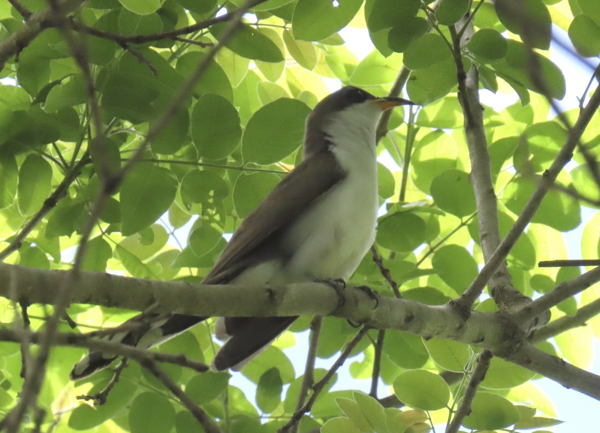 Pearly-breasted Cuckoo - ML627099605
