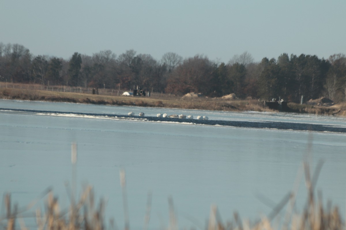 Trumpeter Swan - ML627099627