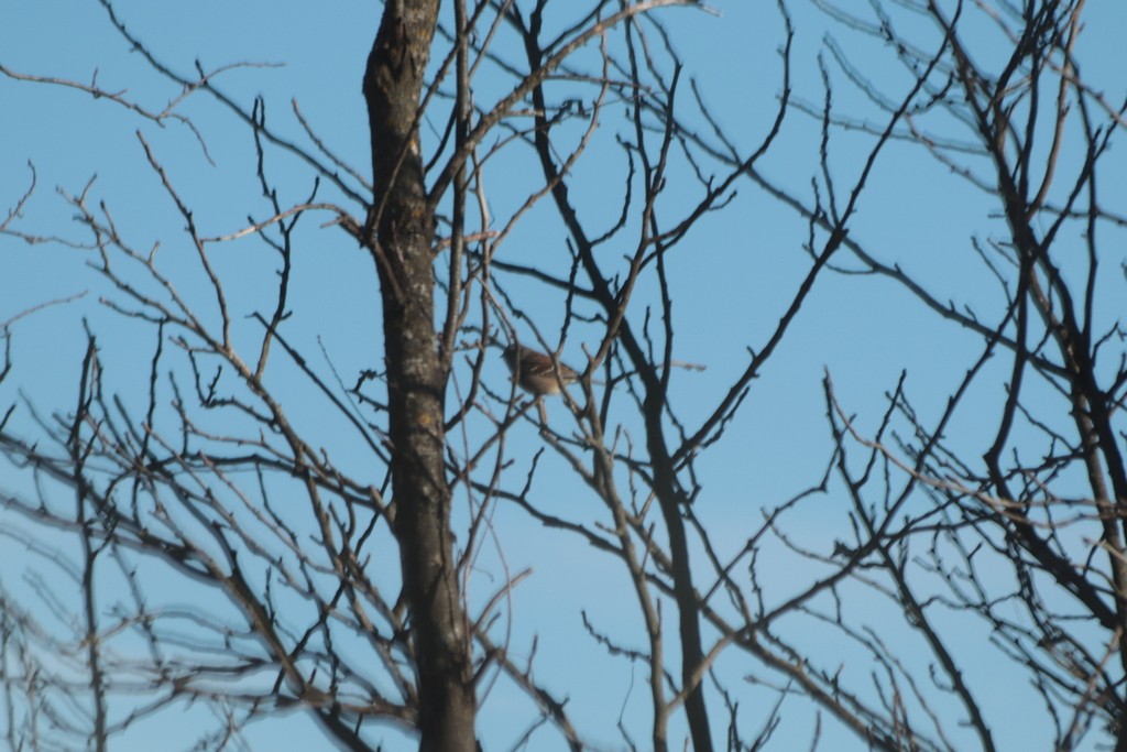 American Tree Sparrow - ML627099671