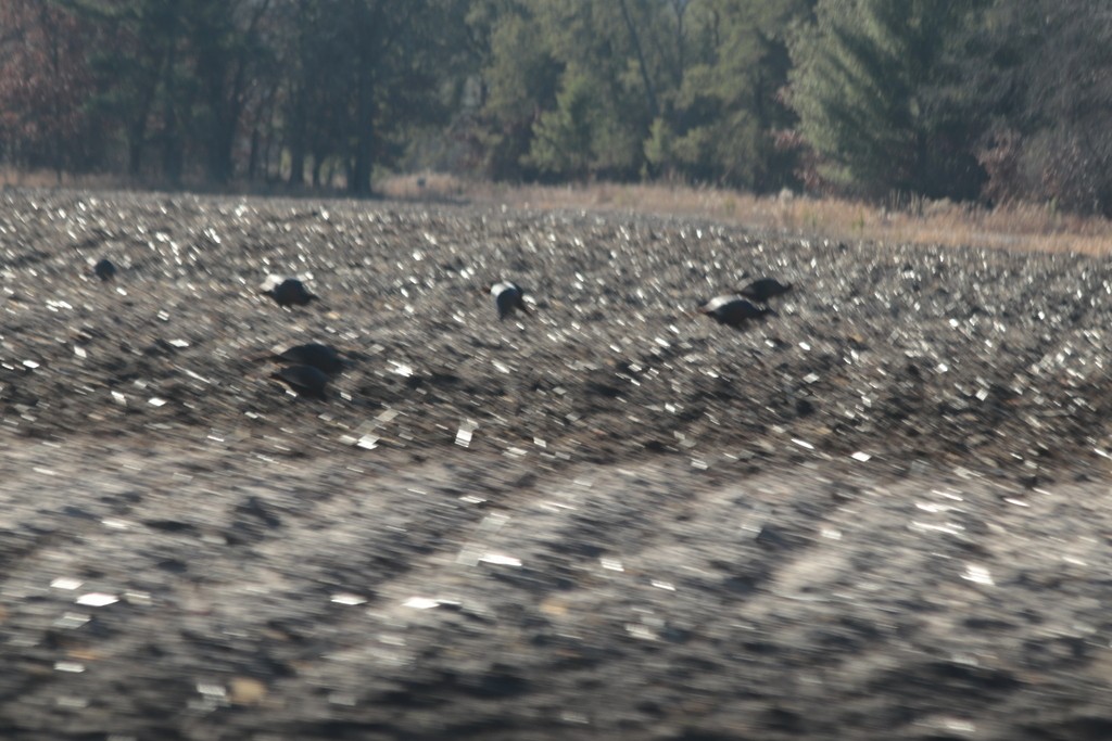 Wild Turkey - ML627099683