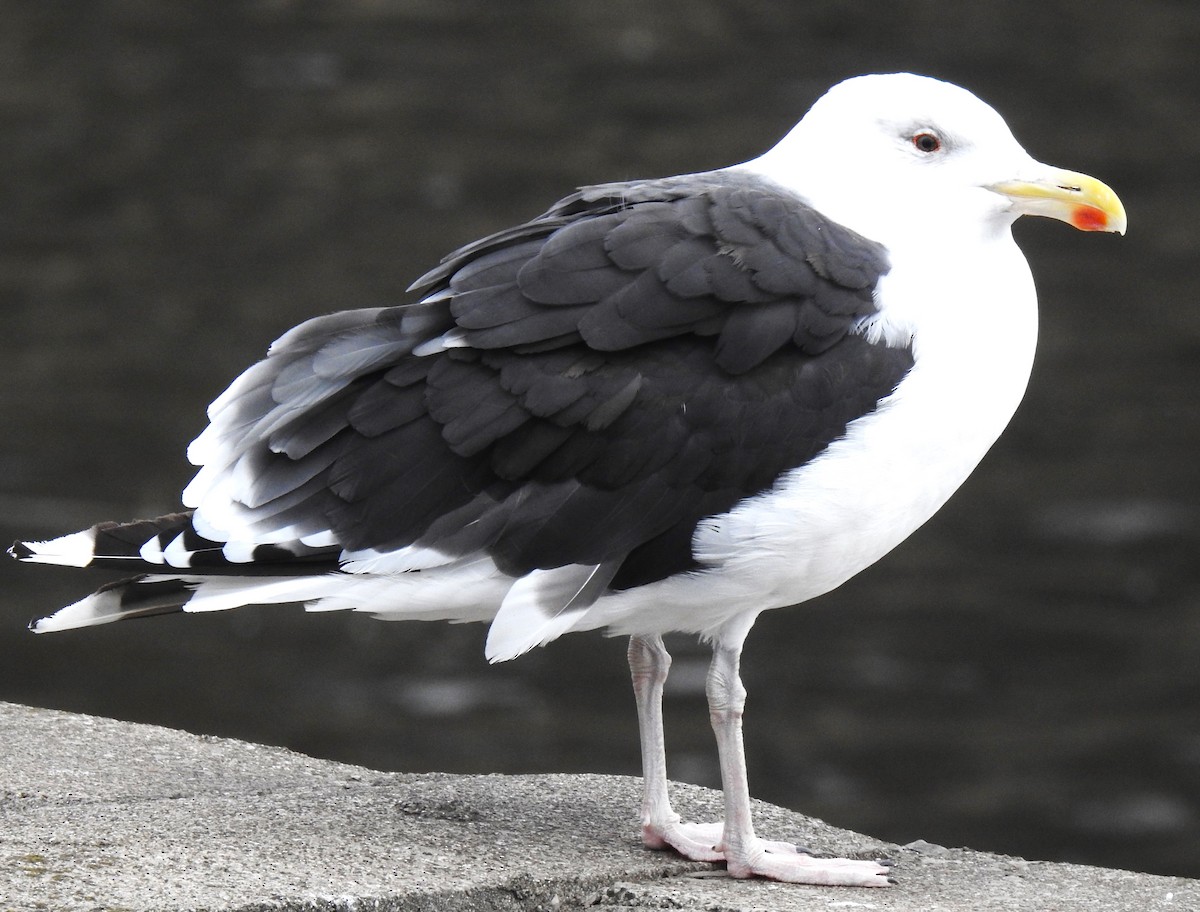 Great Black-backed Gull - ML627099714