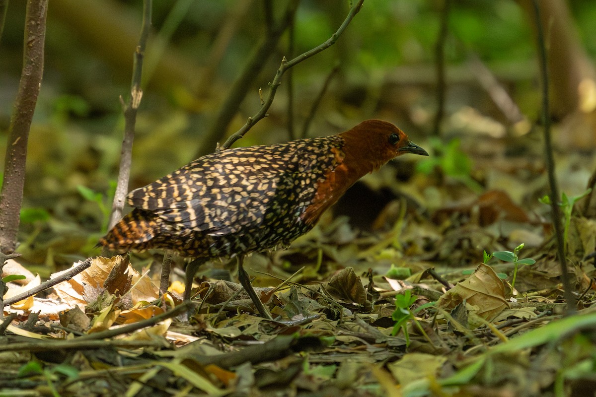 Buff-spotted Flufftail - ML627099953