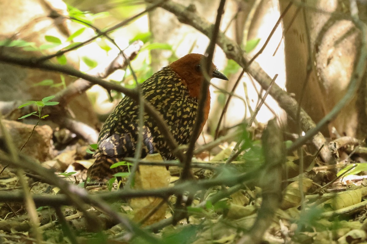 Buff-spotted Flufftail - ML627099954