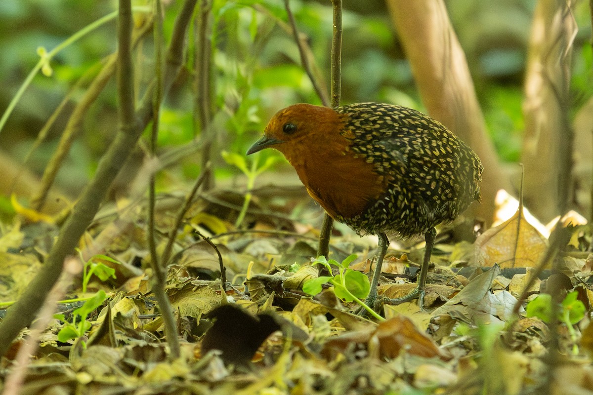 Buff-spotted Flufftail - ML627099964