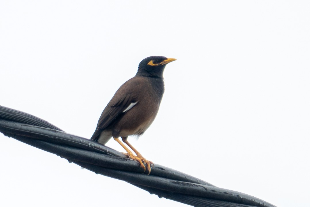 Common Myna - ML627100077