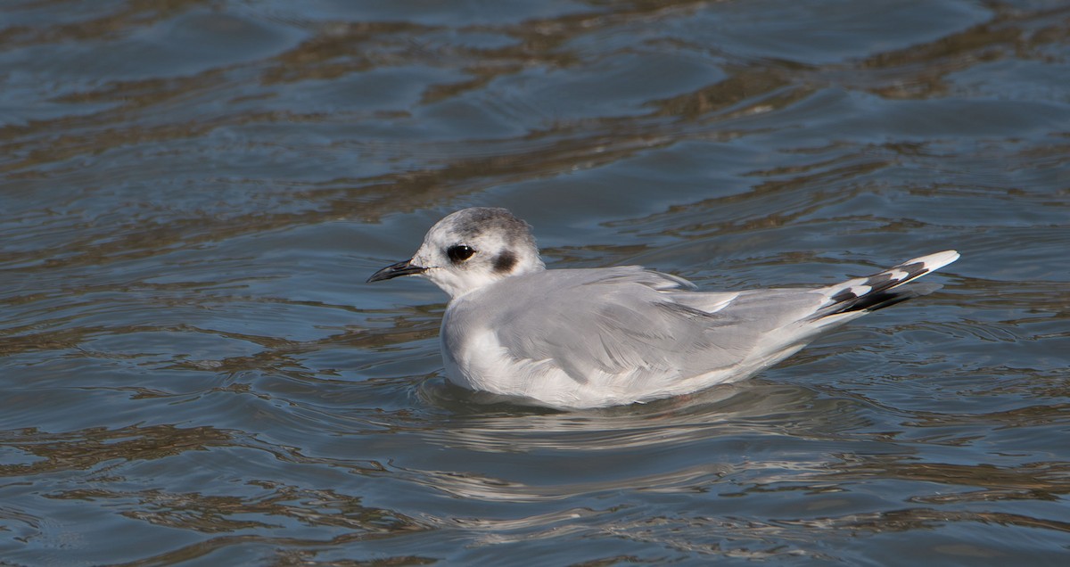 Little Gull - ML627100176
