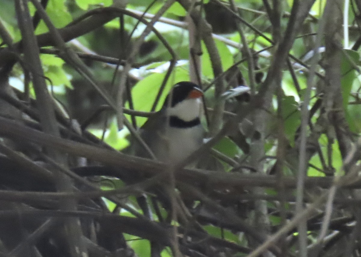 Saffron-billed Sparrow (Saffron-billed) - ML627100286