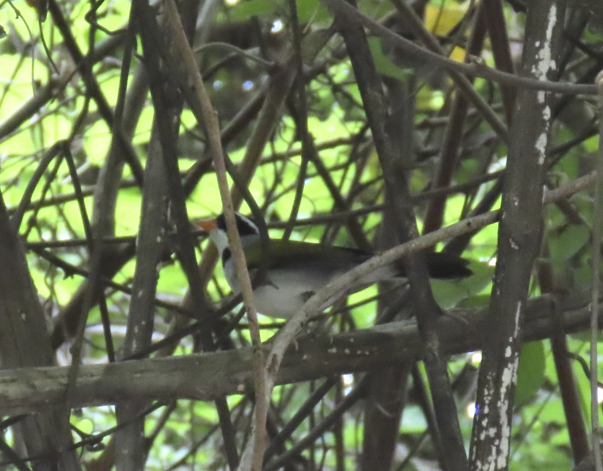 Saffron-billed Sparrow (Saffron-billed) - ML627100287