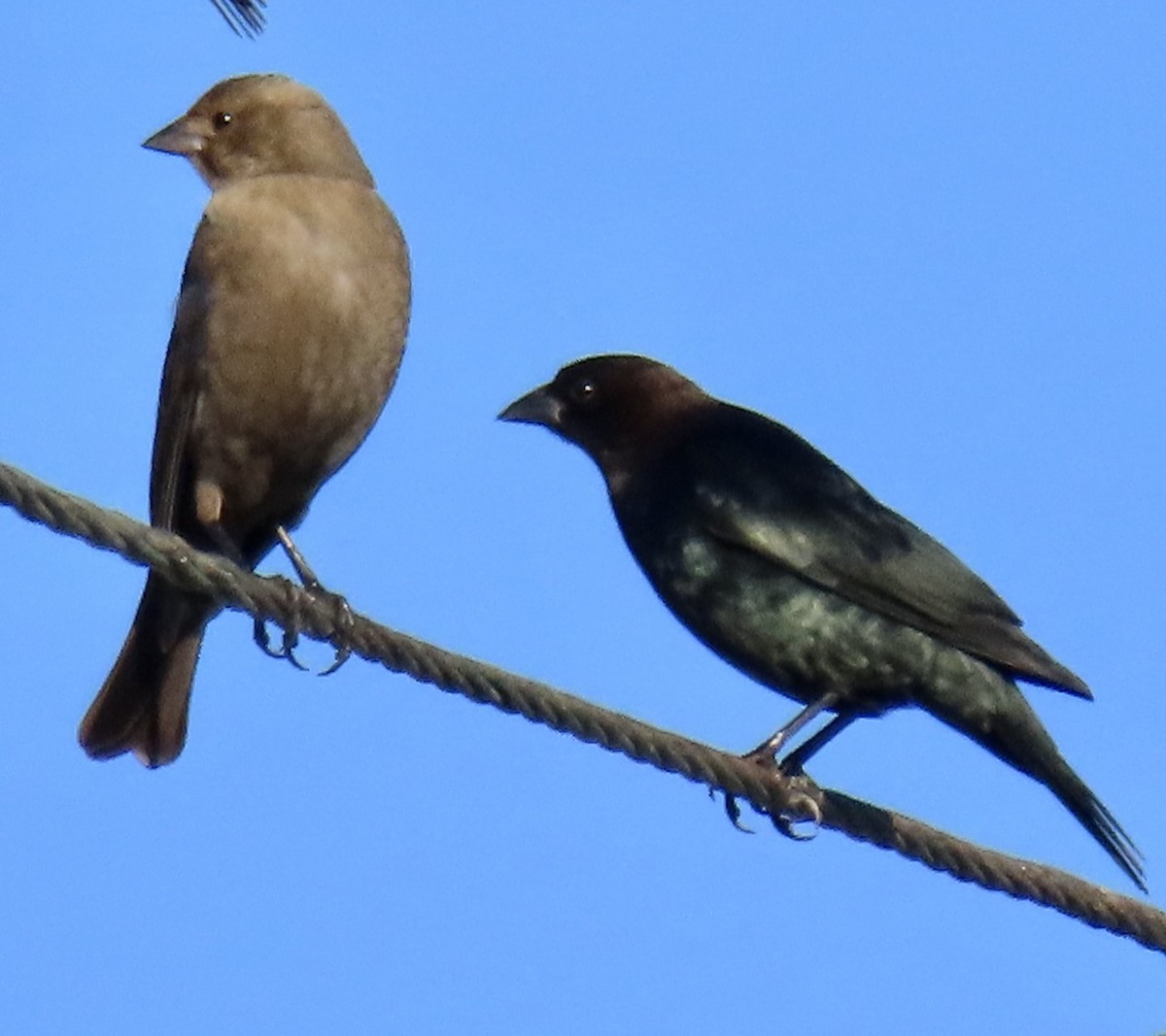 Brown-headed Cowbird - ML627100410