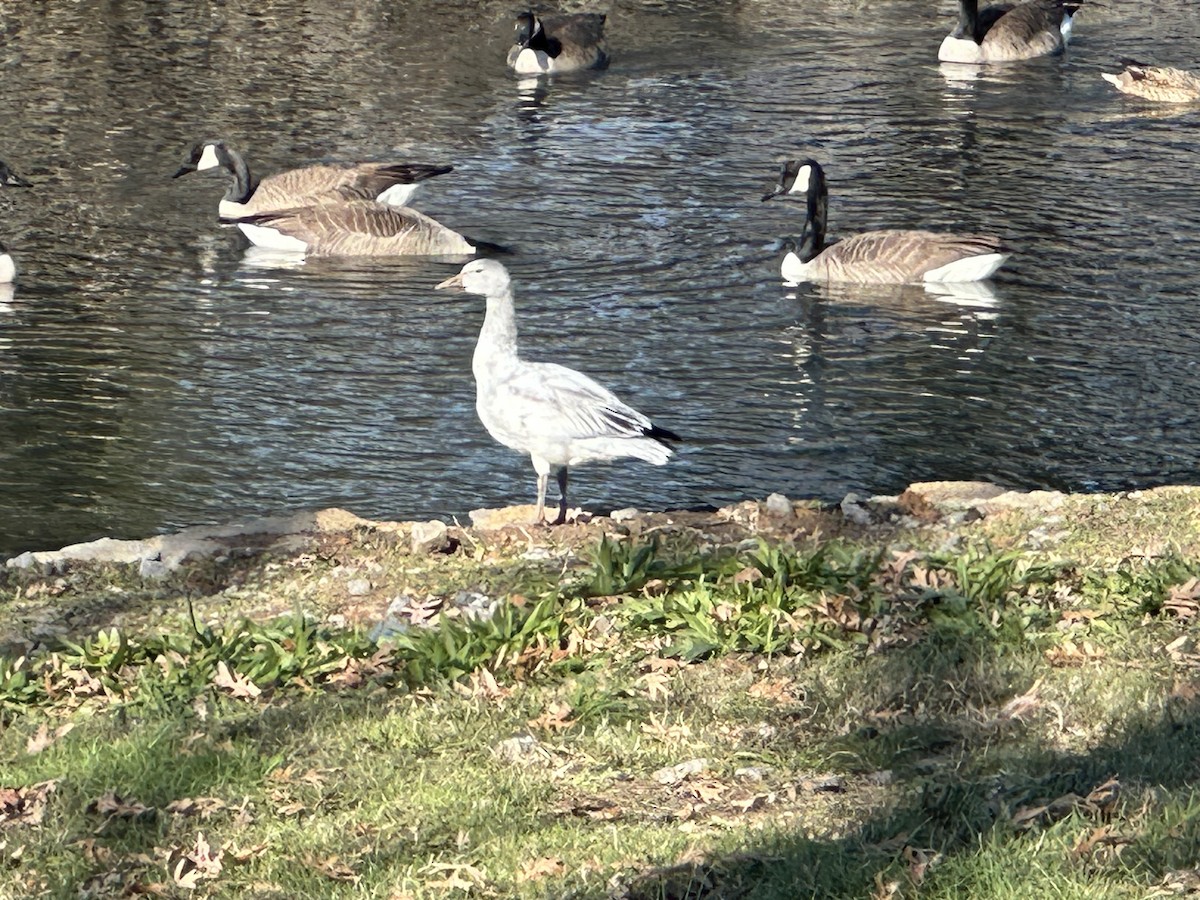 Snow Goose - ML627100849