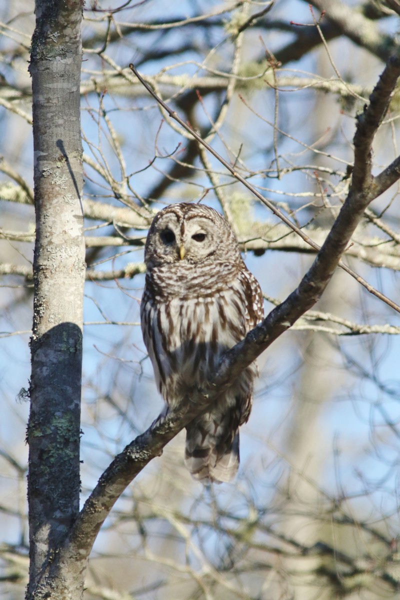 Barred Owl - ML627100852