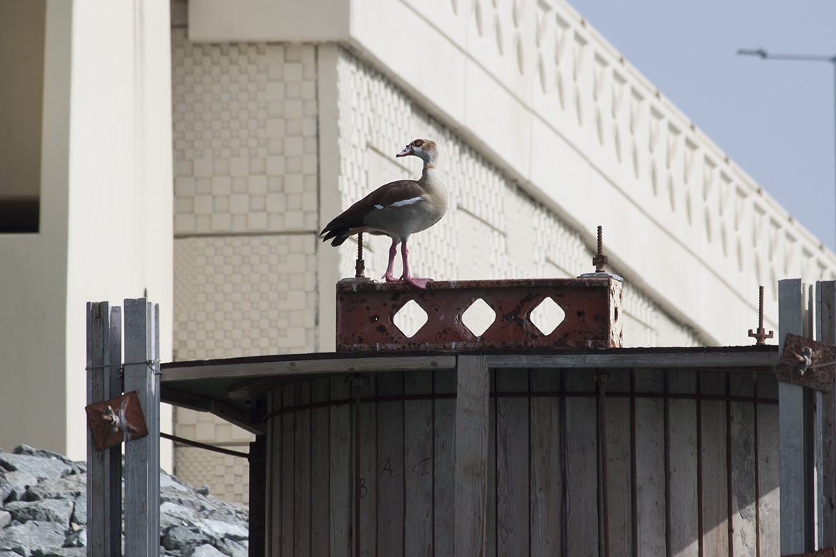 Egyptian Goose - ML627100910