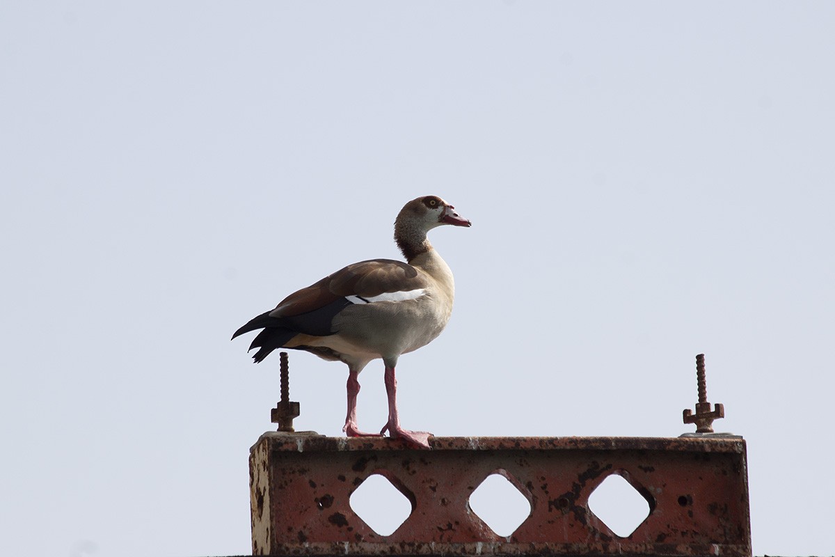Egyptian Goose - ML627100911