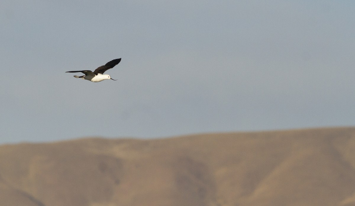 Andean Avocet - ML627100963