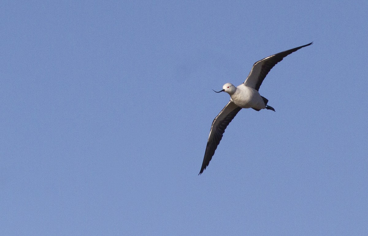 Andean Avocet - ML627101028