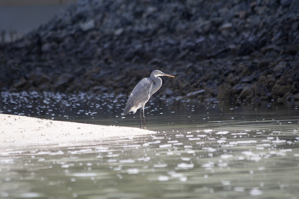 Western Reef-Heron - ML627101059