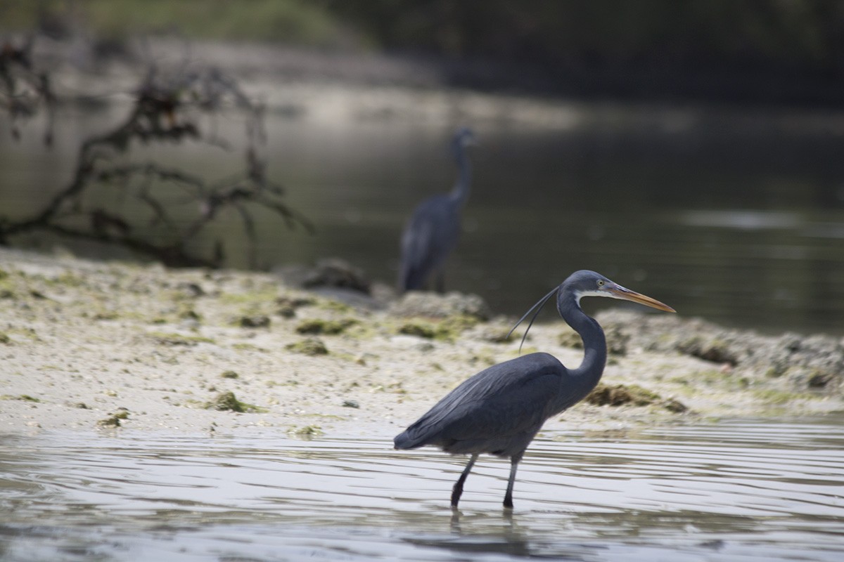 Western Reef-Heron - ML627101067