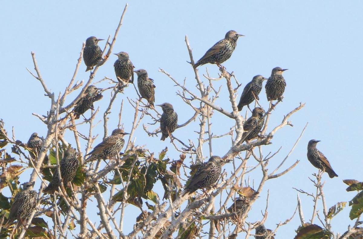 European Starling - ML627101299